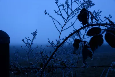 DSC_1037 (Large).JPG